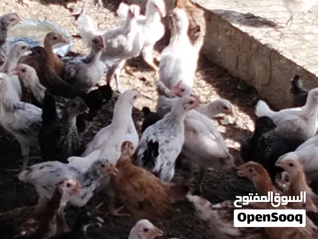 دجاج عماني تهجين فرنسي