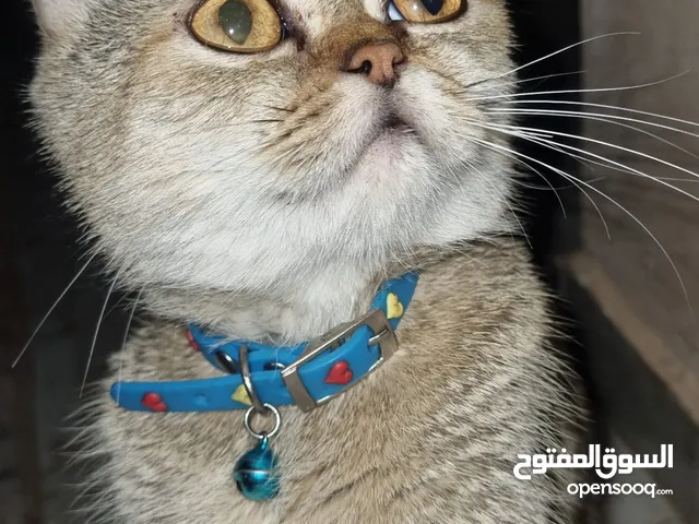 قطة من نوع سكوتش فولد .