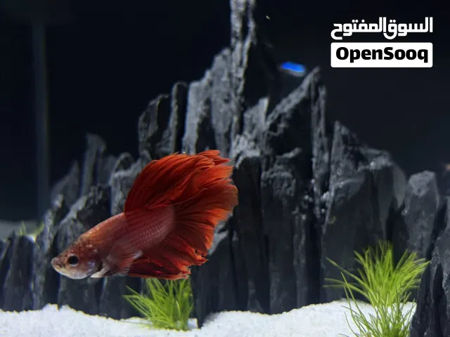 Professional 30cm Cube Aquarium — Crystal Clear Glass with Spotlight & Aquascape Design