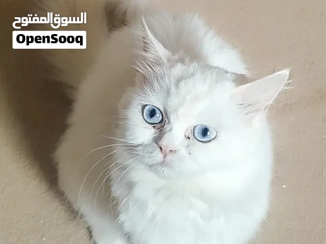انثى هملايا