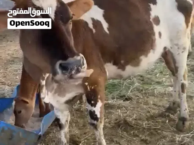 أبقار للبيع