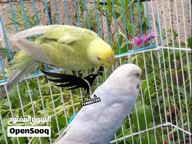 ببغاء البادجي بألوان خياليه وبسعر العاديات مع قفص بسعر مناسب ومع ضمان
