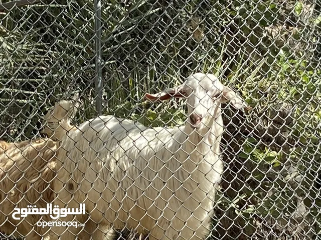 صخال من حلال الجواميد