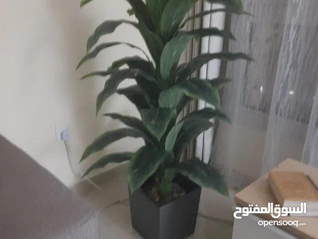 شجرة صناعية، وهي خيار شائع لتزيين المنازل والمكاتب. إليك بعض المعلومات المتعلقة