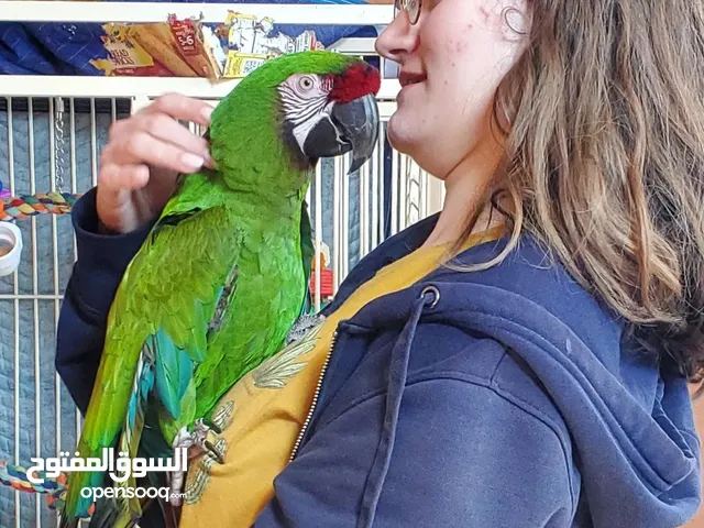 Military Macaw Parrots For Sale