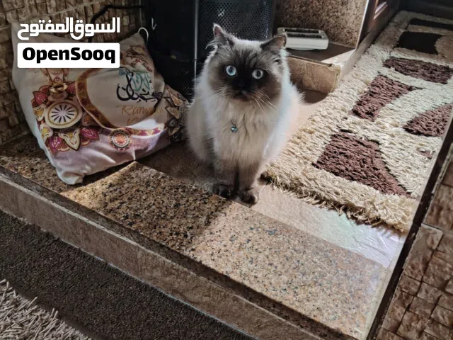 قط هملايا شوكليت