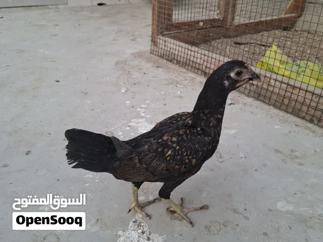 دجاجه سبرايت