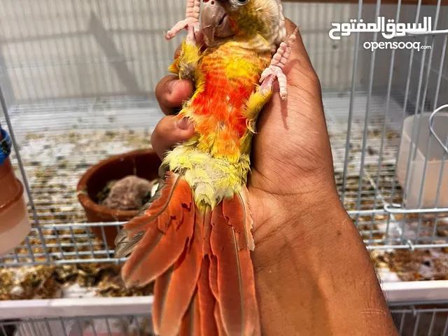 زوج كنيور انثى اليفه متكلمه الصامل مانقصر معه