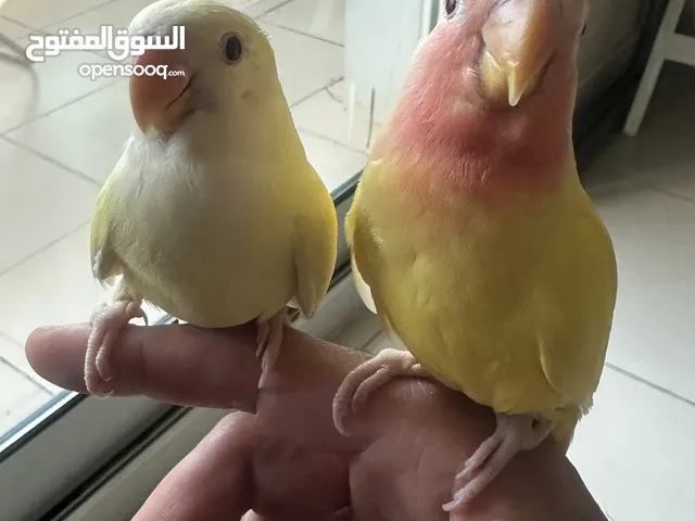 Baby lovely bird