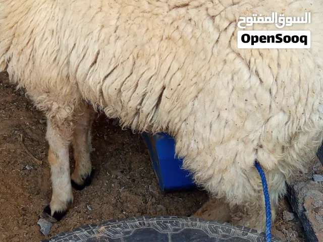 خروف عمرا 8شهور خروف وطني