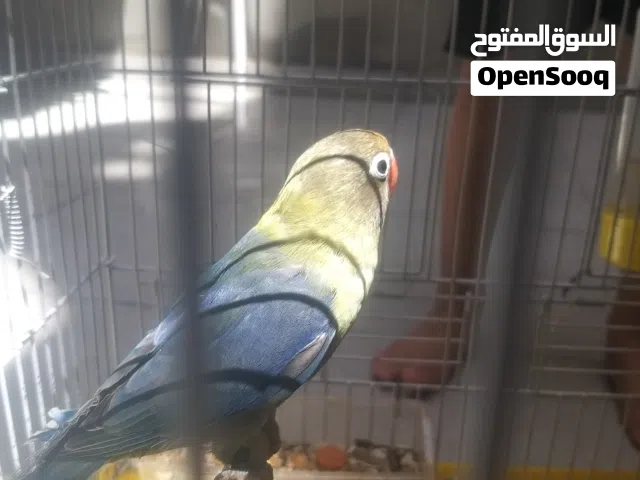 انتي بركديلو فيشر