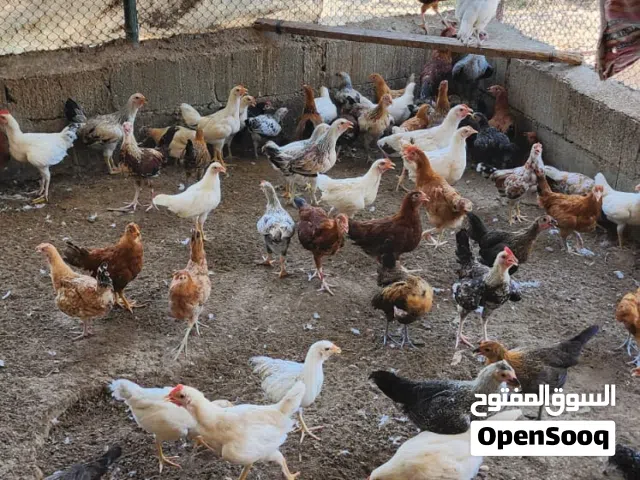 دجاج عماني وفرنسي  للبيع ....