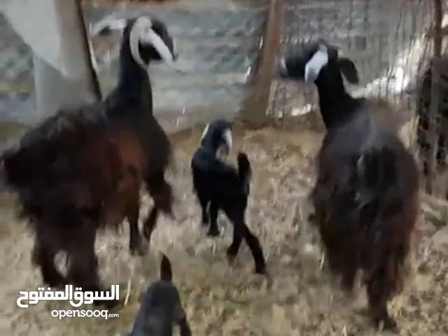 معزه تحتها بهم للبيع