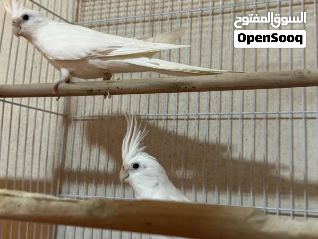 زوج كوكتيل البينو منتج