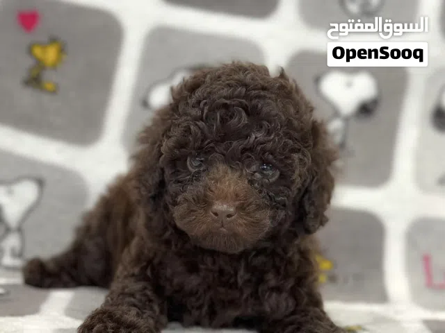 (Toy poodle) chocolate