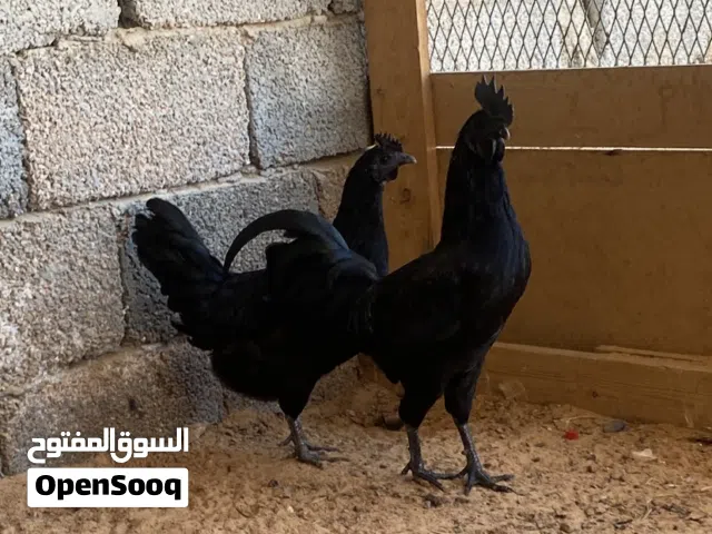 ديك ودجاجة لمبرقيني أندونيسي منتجة