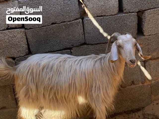 عنز ربي يبارك