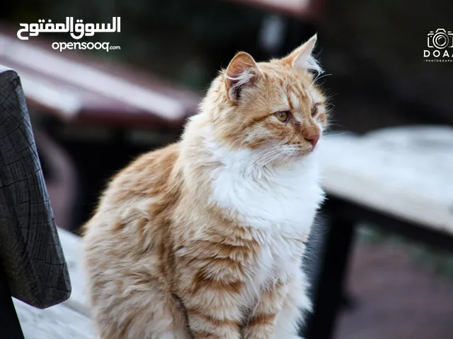 كاميرا Canon 5D Mark II مع عدسة زوم بسعر مغري!