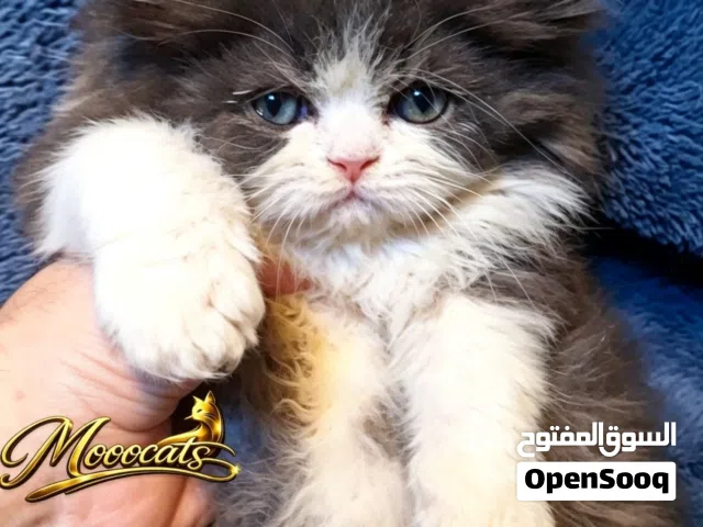 ذكر بيرشن باندا هاف بيكي شكل مميز 50 يوم