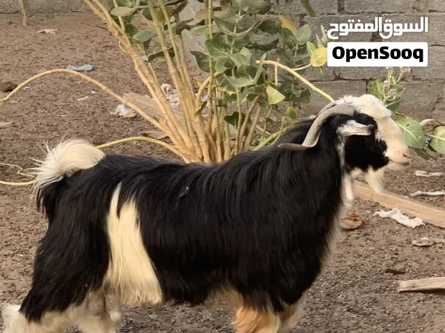 مواشي للبيع بالجمله لتواصل واتس اب فقط