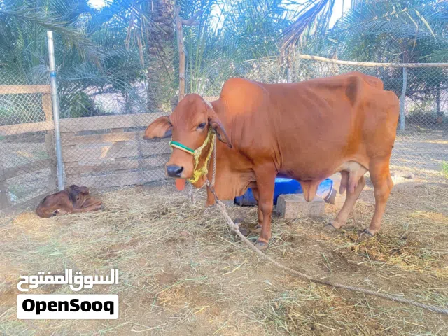 بقرة باكستانيه مع بنتها للبيع
