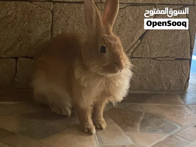 أرنب ذكر فلمنكي عملاق  دلوع و يحب اللعب