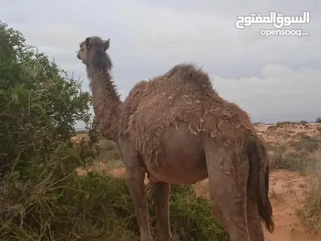 جمال " الابل للبيع