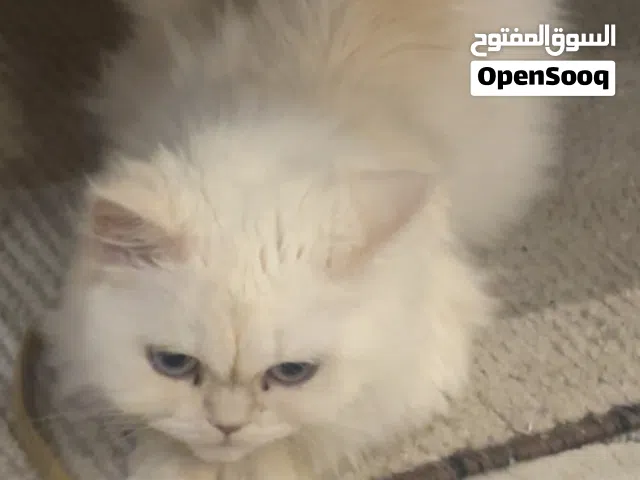 Persian cat for adoption