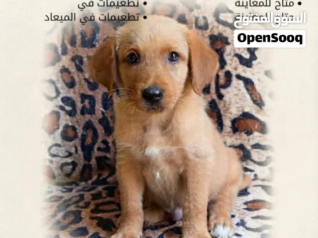 جرو جولدن للبيع
