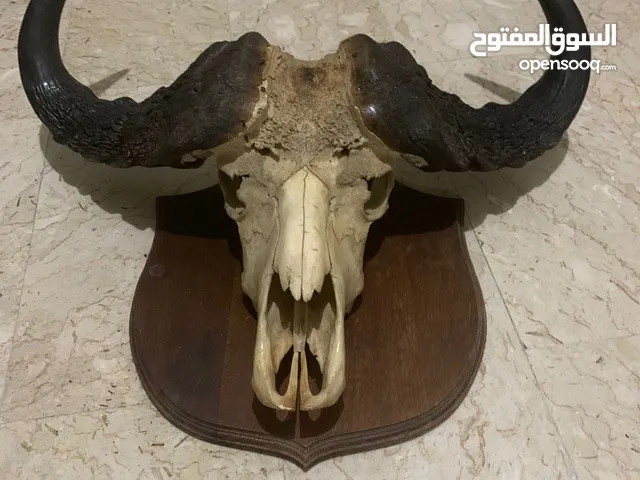 African buffalo skull راس جاموس افريقي