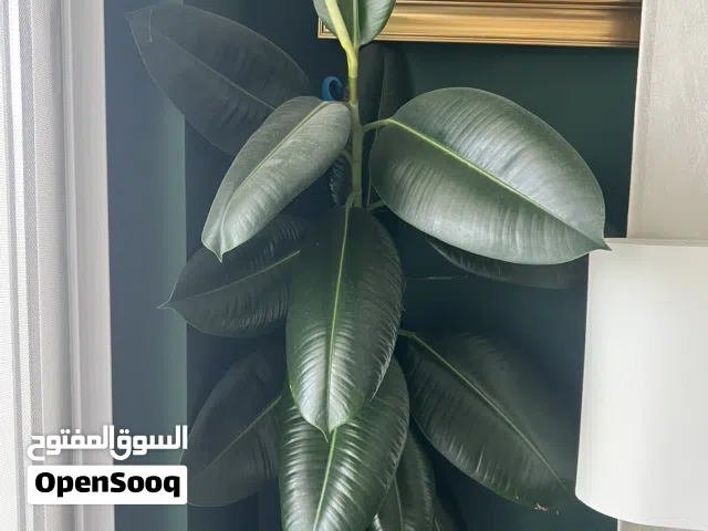 Ficus elastica