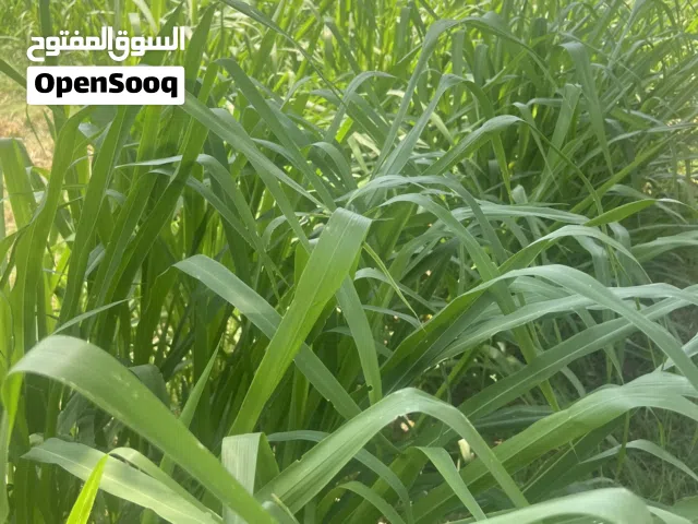متوفر معنا قور بونيكام نوعية جيدة