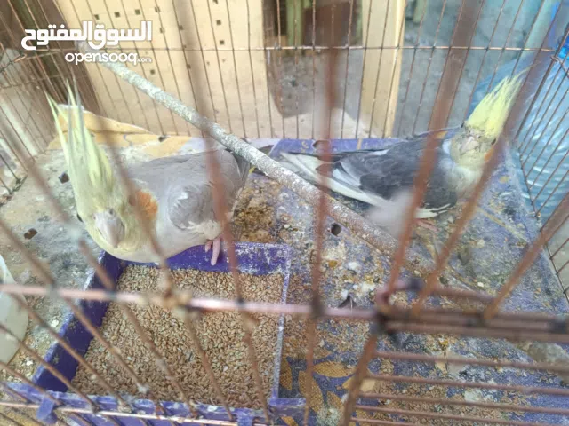 كوكتيل عراقي وحشي