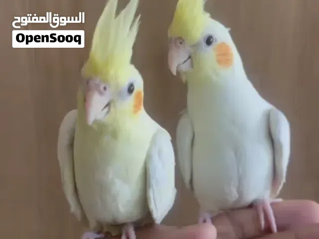 طير كوكتيل لاتينو