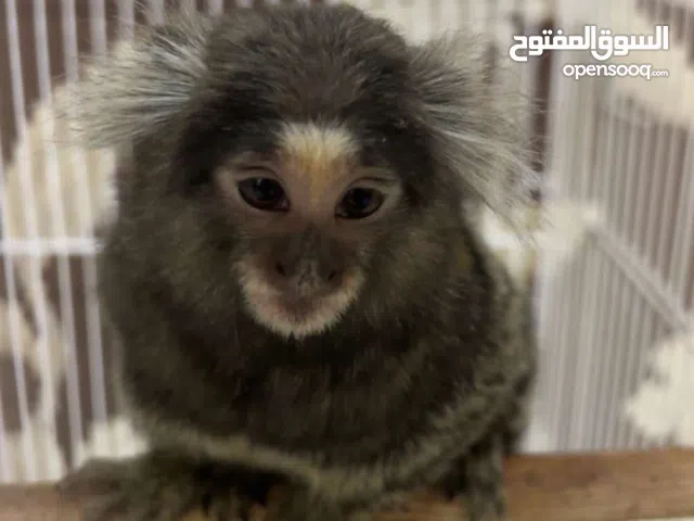 Monkey, Male 8 months old. سبال. ذكر العمر 8 اشهر