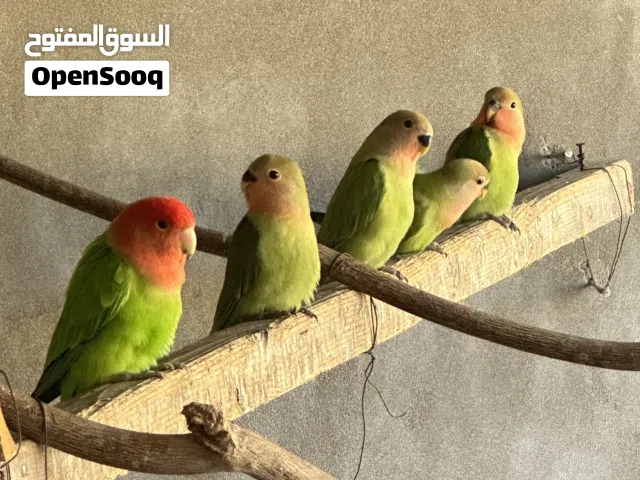 طيور روز اللون اخضر