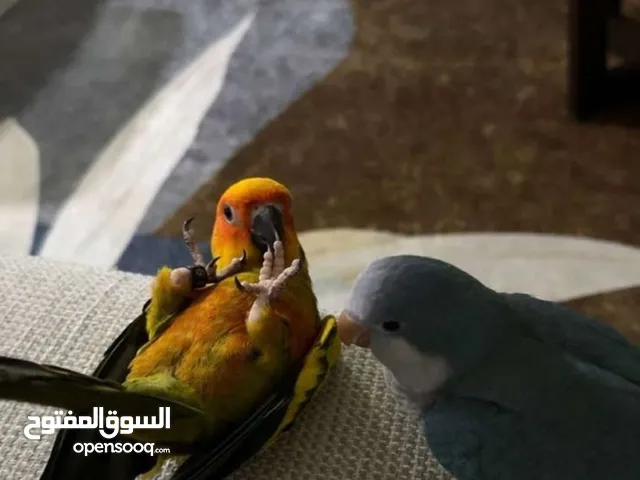 كويكر الازرق
