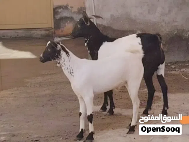 جدايا مال صلاله للبيع