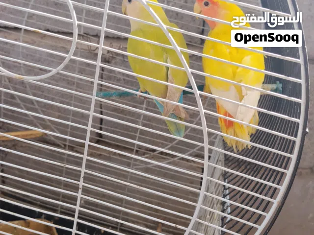 زوج غندور روز