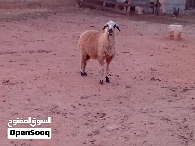 حولي وحوليه