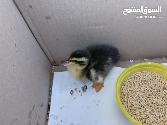 بطة صغيره مدينه للبيع مثاليه للتربية و الهواية صحتها ممتازه و نظامها الغذائي الصحي و متوازن متو