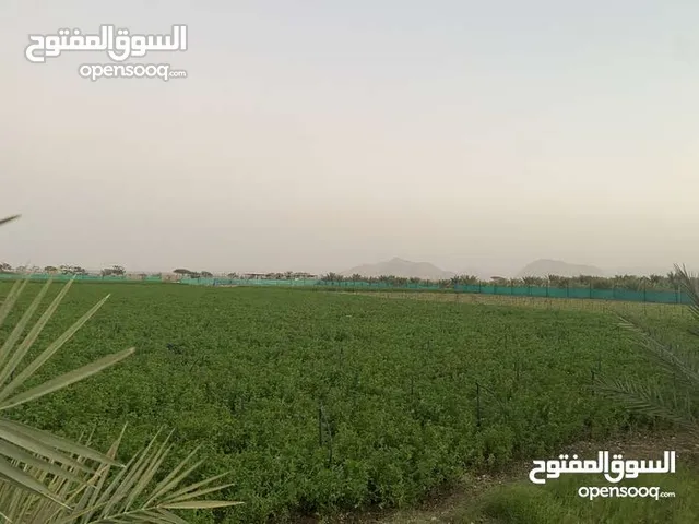  Land for Rent in Al Batinah Barka