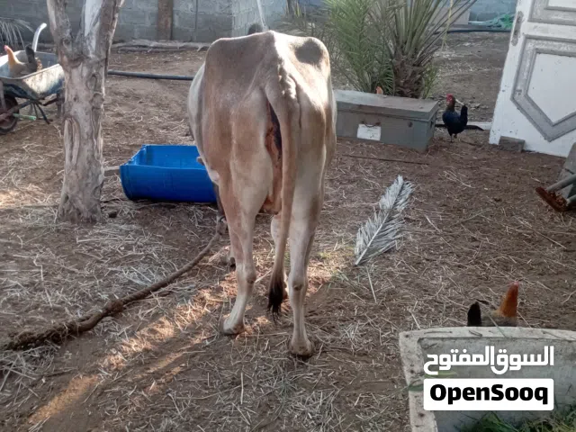 بقره وعجلين