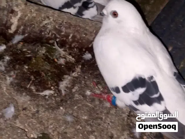 كوم للبيع  خمس جواز وكوم مخليف للبيع