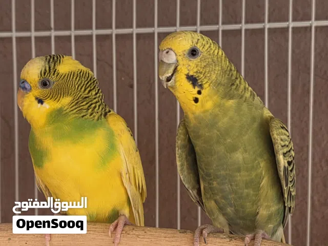 locally Budgies
