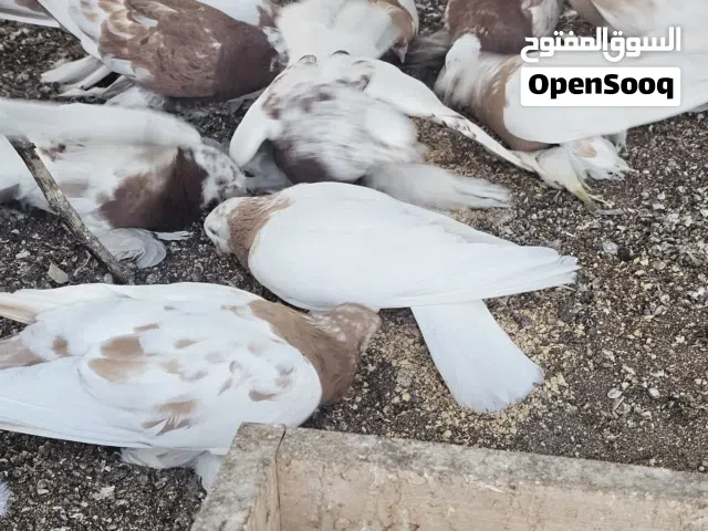 أزواج حمام روسي منتج للبيع