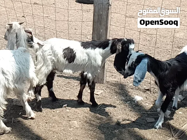 7جديان تمقريس العمر شهرين و3شهور 3جديان و4عنايق