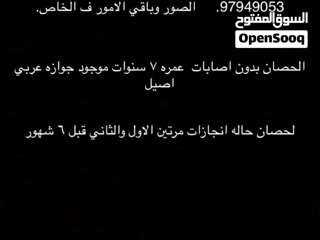 حصان اموره فوق طيبه بيعه سريعه.