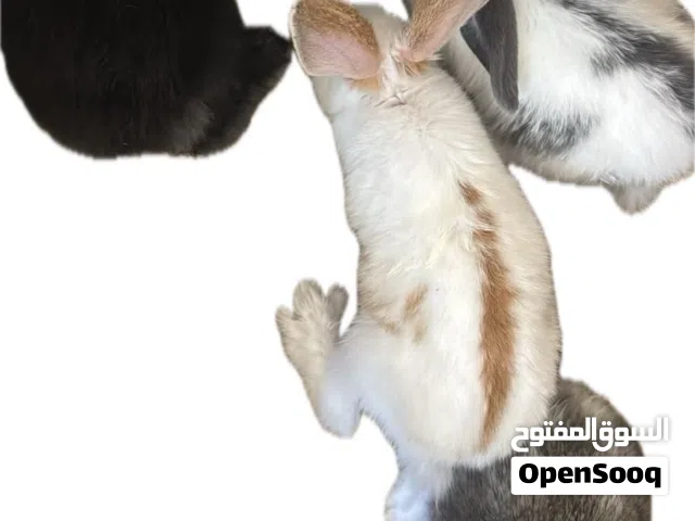 أرانب زوج 4 + مع القفص للبيع بشكل عاجل ارجو قراء الوصف بالاسفل