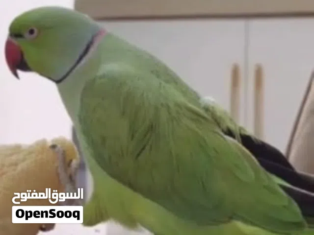 فقد طاءر دره هندي مطوق في منطقه الاصمعي الجديد على من يعثر عليه الاتصال على الرقم
